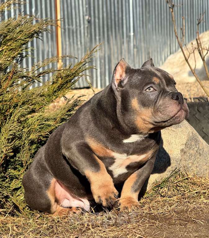Собаки в Москве: Щенок американского булли Мальчик, 140 руб. - фото 1