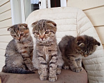 Кошки в Жердевке: Котята Девочка, Бесплатно - фото 2
