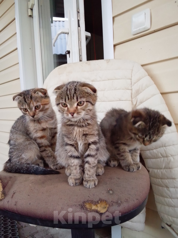 Кошки в Жердевке: Котята Девочка, Бесплатно - фото 2