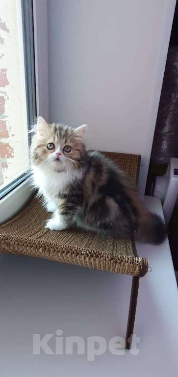 Кошки в Санкт-Петербурге: Очаровательная девочка Хайленд Страйт Девочка, 80 000 руб. - фото 1