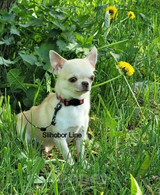 Собаки в Москве: Мальчик Чихуахуа гладкошерстный Мальчик, Бесплатно - фото 2