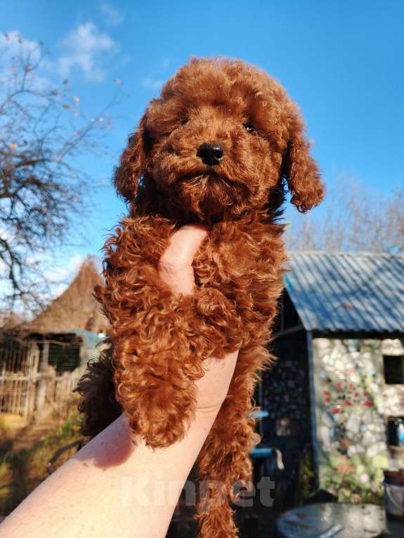 Собаки в Москве: Девочка той-пуделя с РКФ Девочка, 150 000 руб. - фото 1