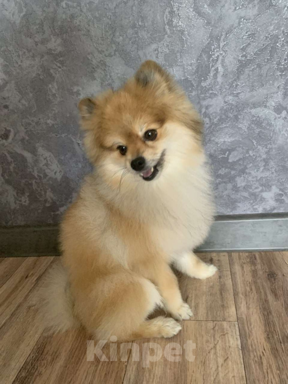 Собаки в Краснодаре: Предлагаю за символическую стоимость Мальчик, 7 000 руб. - фото 2