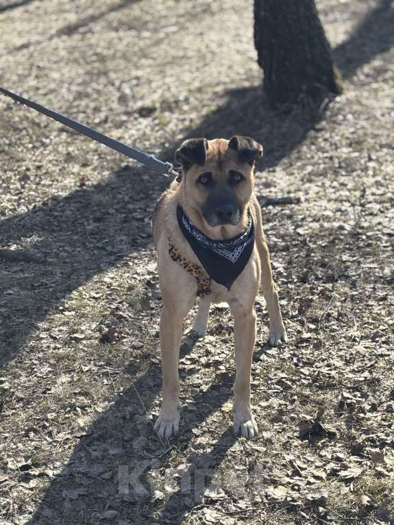 Собаки в Москве: Собака из приюта очень хочет домой. Мальчик, Бесплатно - фото 2