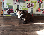 Собаки в Керчи: Потерялся французский бульдог Мальчик, 20 000 руб. - фото 4