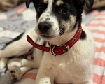 Собаки в Санкт-Петербурге: Исключительно разумный маленький щенок  Мальчик, Бесплатно - фото 9