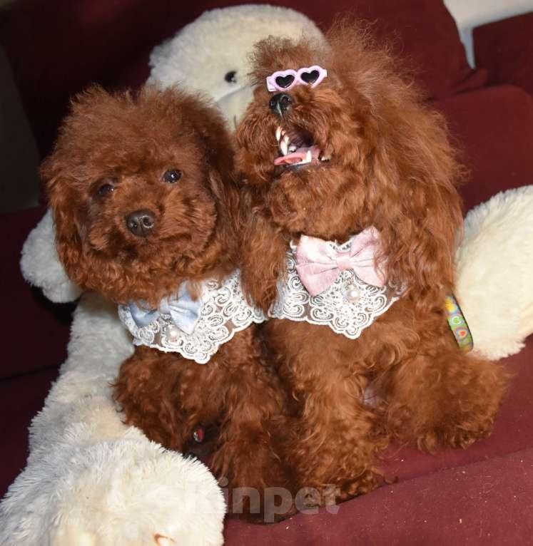 Собаки в Москве: Девочка Тедди пудель Китай. Девочка, 300 000 руб. - фото 5