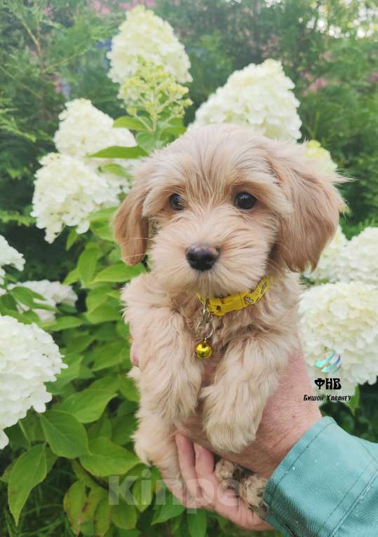 Собаки в Москве: Очаровашка девочка Бишон Хаванез  Девочка, 100 000 руб. - фото 3