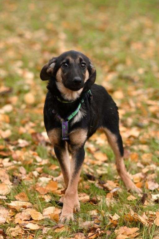 Собаки в Москве: Дейзи Девочка, Бесплатно - фото 3