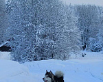 Собаки в других городах Карелии: Аляскинский маламут ищет дом Мальчик, Бесплатно - фото 2