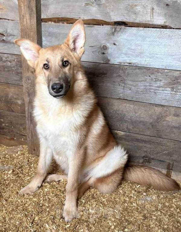 Собаки в Москве: Лисса в поиске дома Девочка, Бесплатно - фото 7