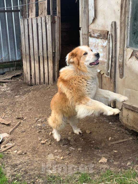 Собаки в Наро-Фоминске: Кавказская овчарка в добрые руки Мальчик, Бесплатно - фото 3
