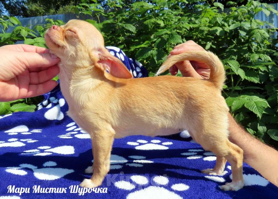 Собаки в Санкт-Петербурге: Большой выбор щенков чихуахуа из питомника РКФ Мальчик, Бесплатно - фото 8