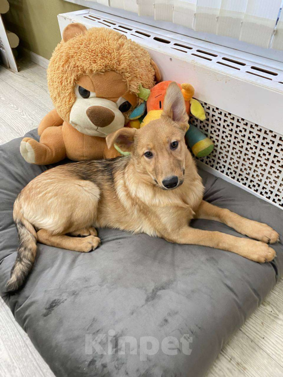 Собаки в Москве: Щенки бесплатно в Москве Девочка, Бесплатно - фото 5