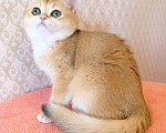 Кошки в Санкт-Петербурге: Золотая британская кошечка Девочка, 35 000 руб. - фото 1