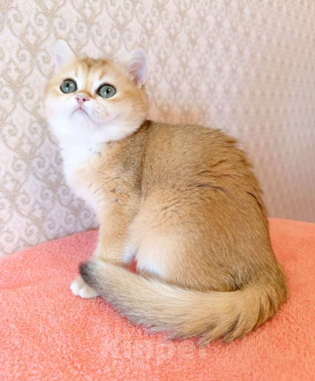 Кошки в Санкт-Петербурге: Золотая британская кошечка Девочка, 35 000 руб. - фото 1
