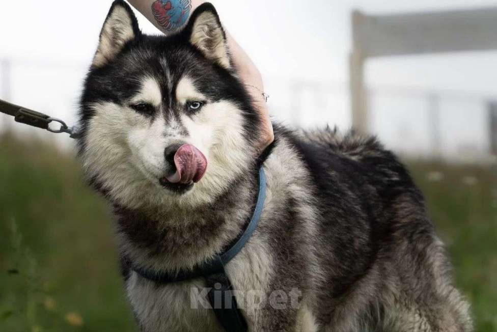 Собаки в Москве: Харизматичный хаски по имени Борис ищет своего человека! Мальчик, Бесплатно - фото 4