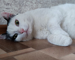 Кошки в Томске: Кот ищет дом Мальчик, Бесплатно - фото 1