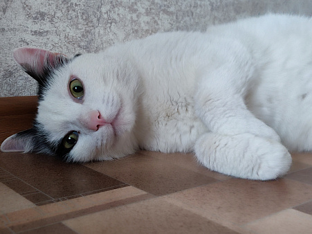 Кот ищет дом