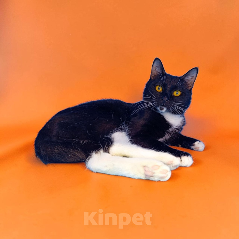Кошки в Москве: Котик Манго Мальчик, Бесплатно - фото 3