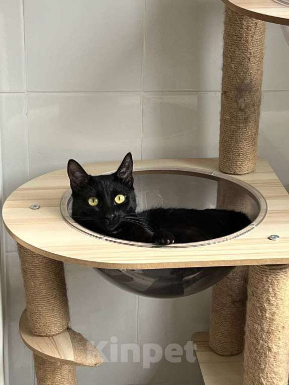 Кошки в Москве: Ищем дом малышке Девочка, Бесплатно - фото 3