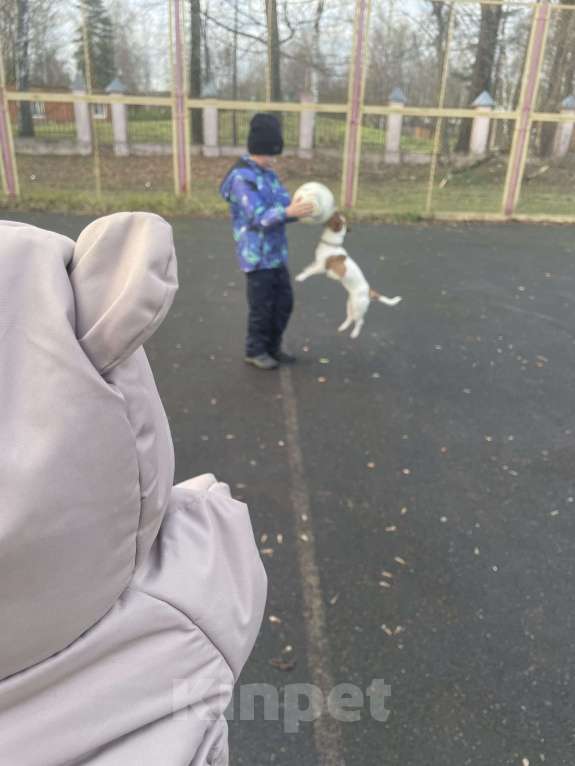 Собаки в Мытищах: Ищем теплый дом  Девочка, Бесплатно - фото 2