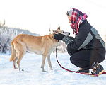 Собаки в Москве: Самый лучший компаньон, добрая, спокойная собачка Бренди в добрые руки Девочка, 10 руб. - фото 2