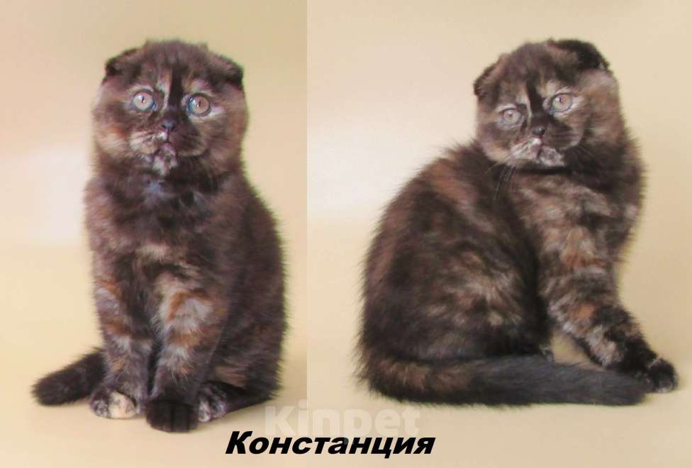 Кошки в Санкт-Петербурге: шотландская кошечка в разведение или в любимцы Девочка, Бесплатно - фото 2