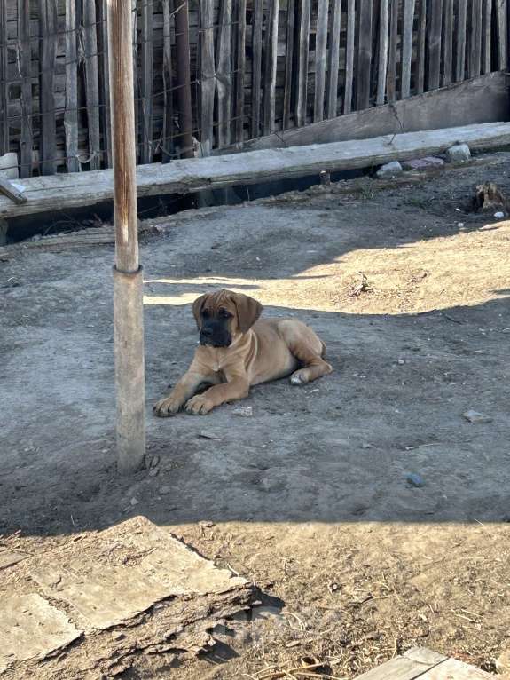 Собаки в Астрахани: Продаю Чистокровных Щенков Кане-Корсо Девочка, 20 000 руб. - фото 3