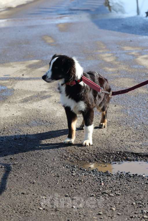 Собаки в других городах Московской области: Щенок МАО Девочка, 150 000 руб. - фото 3