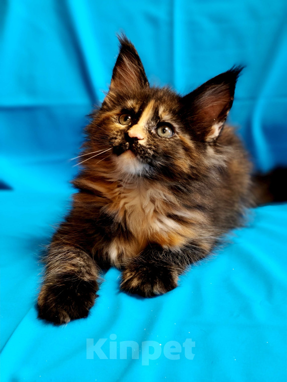 Кошки в Москве: Мейн-кун красотка с необычной внешностью Девочка, 55 000 руб. - фото 1