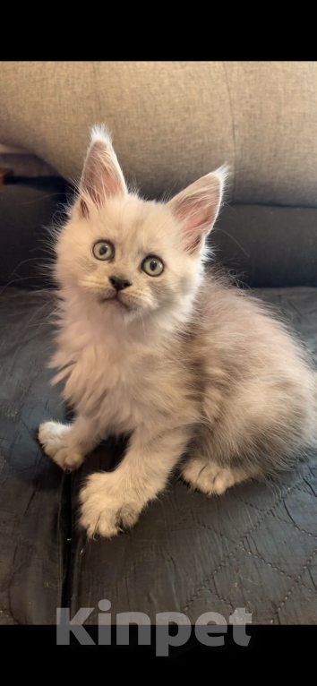 Кошки в Хабаровске: Котик полидакт Мальчик, 250 000 руб. - фото 2