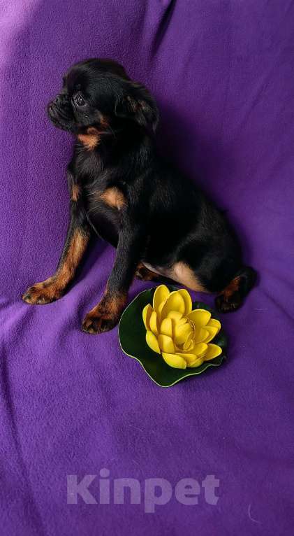 Собаки в Санкт-Петербурге: Очаровательная красотка Девочка, 80 000 руб. - фото 1