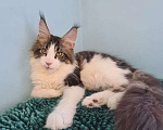 Кошки в Самаре: Котенок породы Мейн-кун, MCO male Lokki, color n 03 22 Мальчик, 35 000 руб. - фото 3
