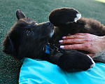 Собаки в Москве: Щенок бесплатно в Москве Мальчик, Бесплатно - фото 3