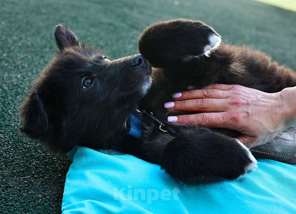 Собаки в Москве: Щенок бесплатно в Москве Мальчик, Бесплатно - фото 3