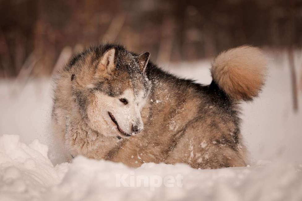 Собаки в Москве: Маламут Аякс в добрые руки Мальчик, 1 руб. - фото 9