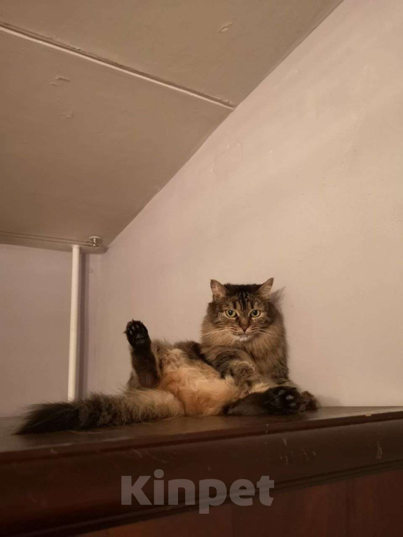 Кошки в Москве: Пальмуша — нежная домоседка.  Девочка, Бесплатно - фото 4