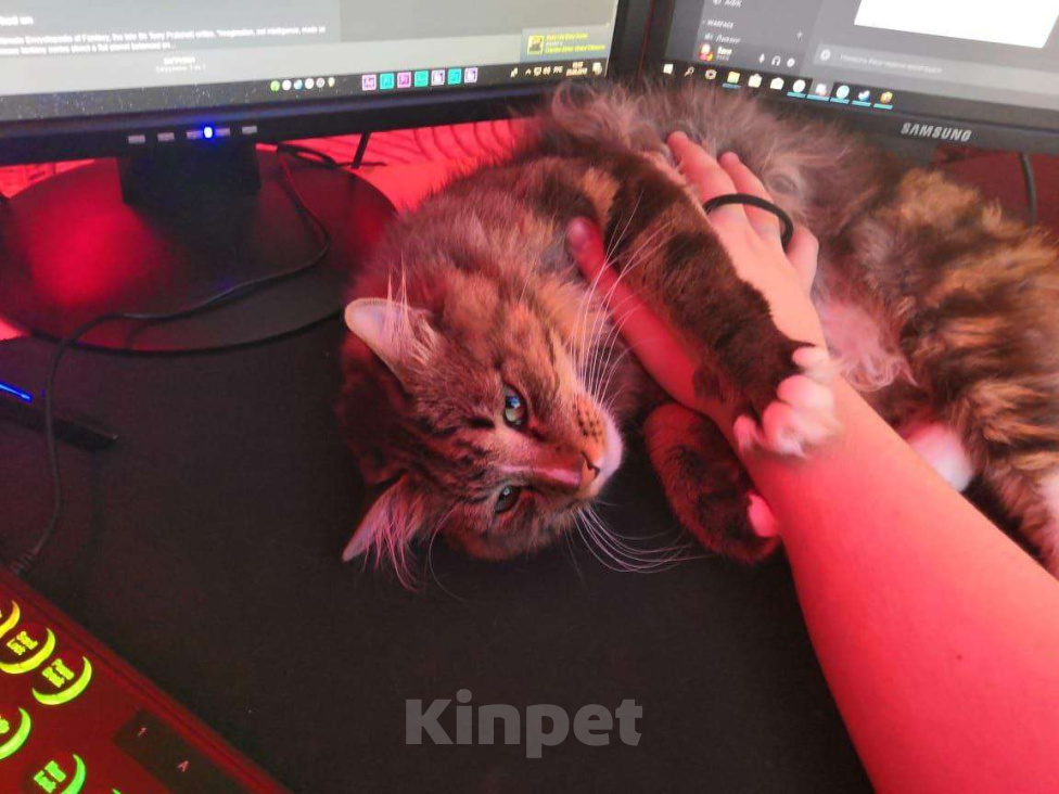 Кошки в Петропавловске-Камчатском: Кот нуждается в надежных руках. Мальчик, Бесплатно - фото 3