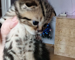 Кошки в Оренбурге: Шотландский вислоухий котенок  Мальчик, 10 000 руб. - фото 4