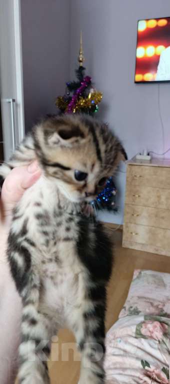 Кошки в Оренбурге: Шотландский вислоухий котенок  Мальчик, 10 000 руб. - фото 4