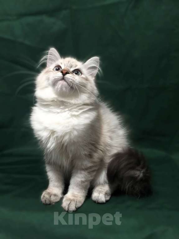 Кошки в Санкт-Петербурге: Невский маскарадный котёнок, кошка Девочка, 45 000 руб. - фото 7