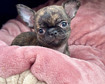 Собаки в Москве: Щенок чихуахуа  Девочка, 150 000 руб. - фото 1