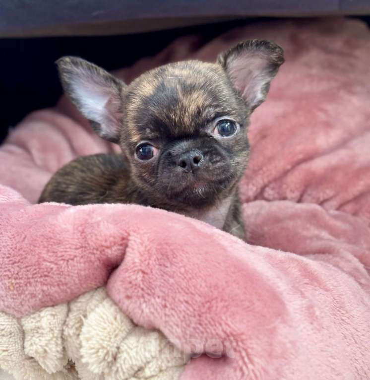 Собаки в Москве: Щенок чихуахуа  Девочка, 150 000 руб. - фото 1