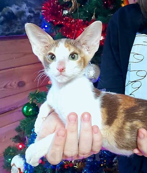 Кошки в Москве: ориентальная пантера и др. Девочка, 50 000 руб. - фото 3