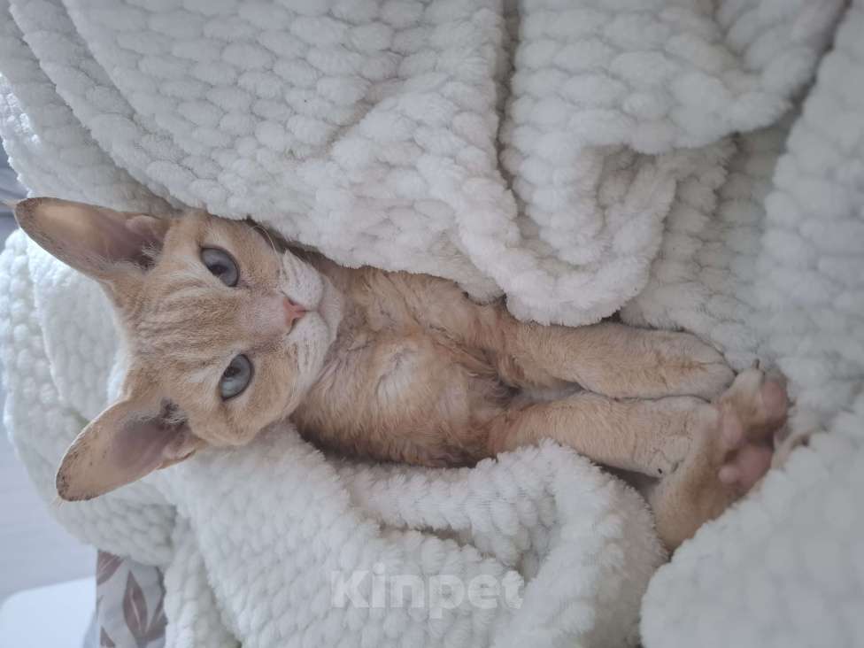 Кошки в Москве: Отдам в добрые руки Девочка, Бесплатно - фото 3