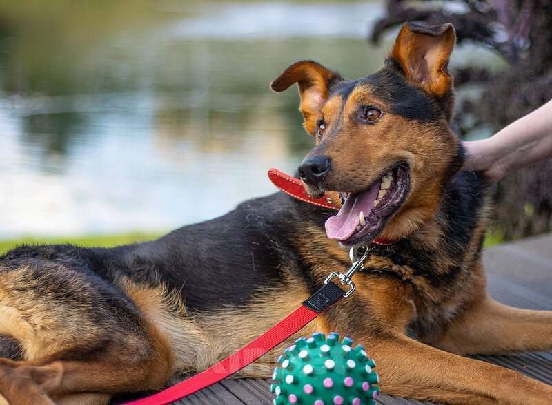 Собаки в Москве: Пёс-компаньон Марс после спасения ищет дом Мальчик, 1 руб. - фото 6