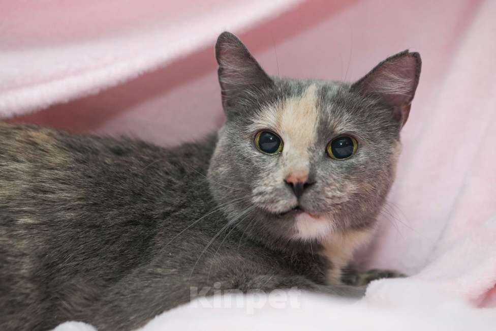 Кошки в Санкт-Петербурге: Кошка Марта в добрые руки Девочка, Бесплатно - фото 3