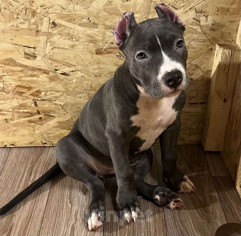 Собаки в Мурманске: Американский булли  Девочка, 170 000 руб. - фото 3