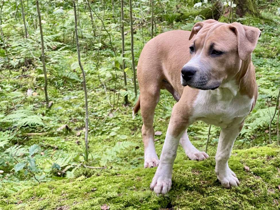Собаки в Москве: Щенок Американского стаффордширского терьера Мальчик, 60 000 руб. - фото 2